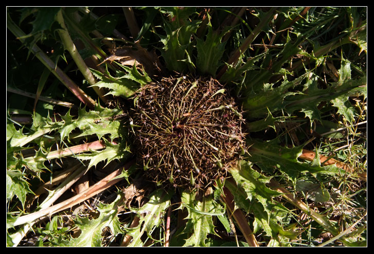 Asteracea dalla Majella - Carlina acaulis