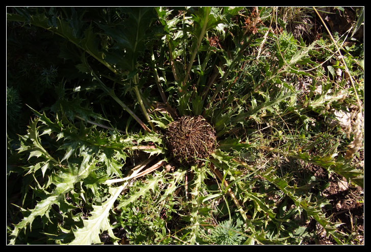 Asteracea dalla Majella - Carlina acaulis