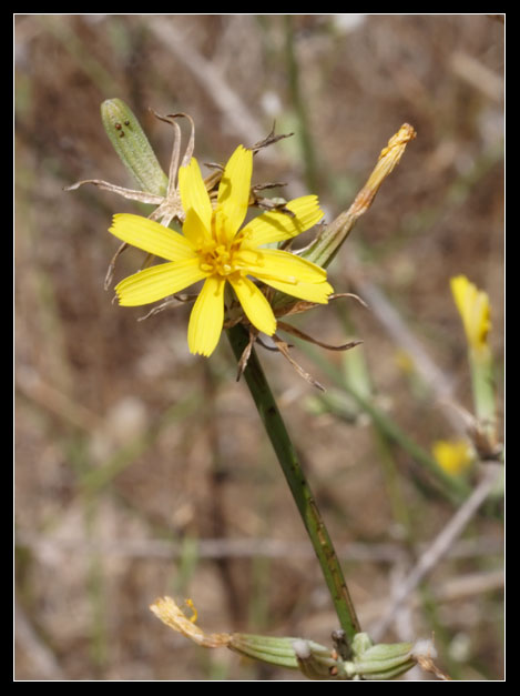 Chondrilla juncea / Lattugaccio comune.