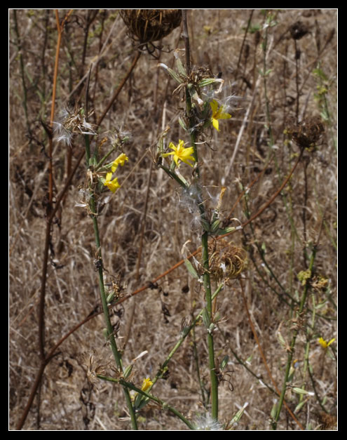 Chondrilla juncea / Lattugaccio comune.