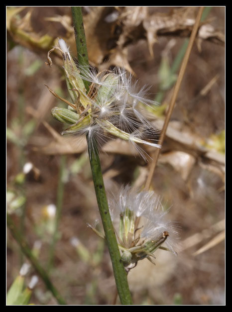 Chondrilla juncea / Lattugaccio comune.