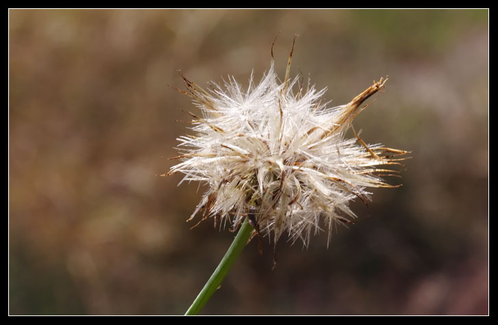 Hypochaeris radicata / Costolina giuncolina