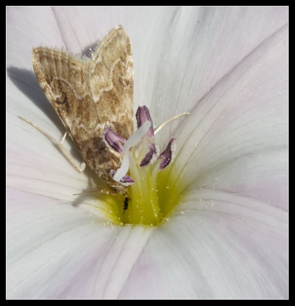 Piccola falena graziosa