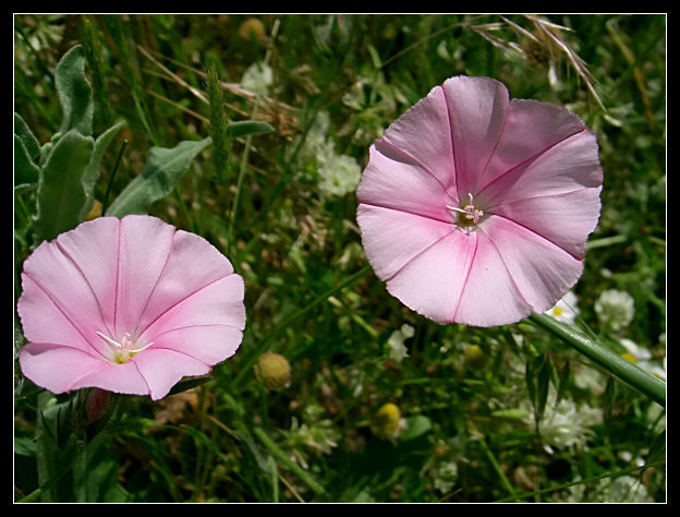 Convolvulus cantabrica / Vilucchio bicchierino