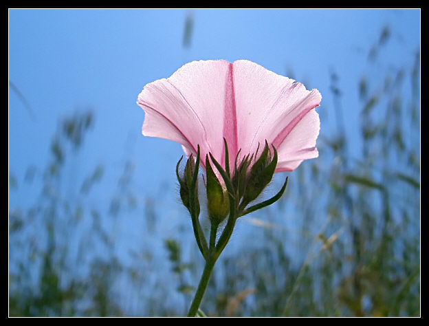 Convolvulus cantabrica / Vilucchio bicchierino