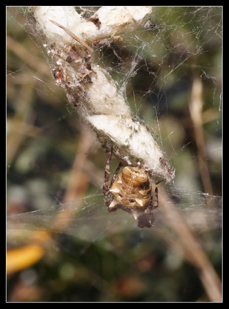 Cyrtophora citricola