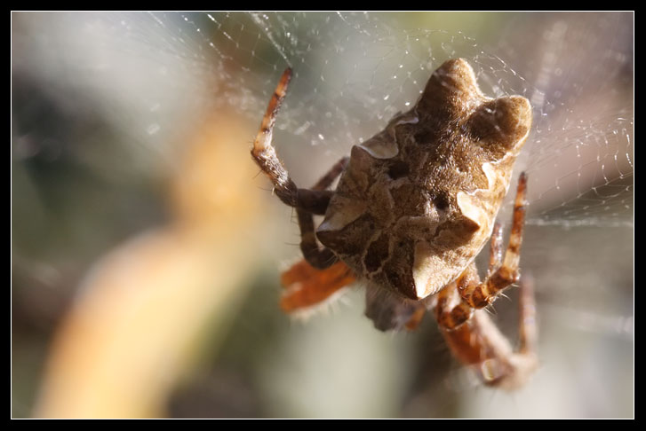 Cyrtophora citricola