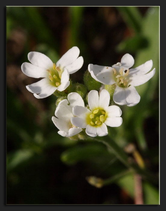 Crucifera bianca - Berteroa cfr. obliqua