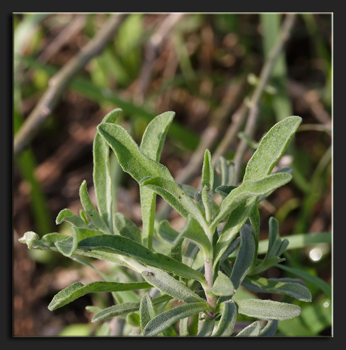 Crucifera bianca - Berteroa cfr. obliqua