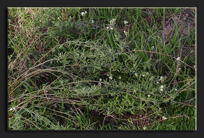 Crucifera bianca - Berteroa cfr. obliqua