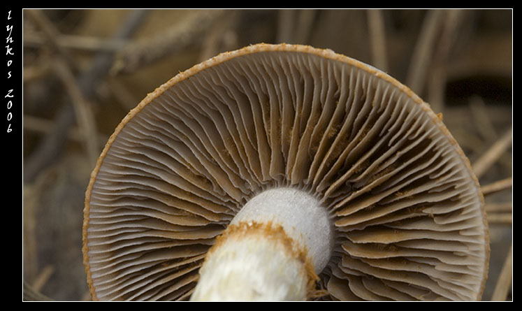 Luce naturale (ma poco)