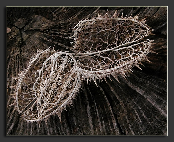 Datura stramonium / Stramonio comune