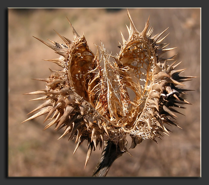 Datura stramonium / Stramonio comune