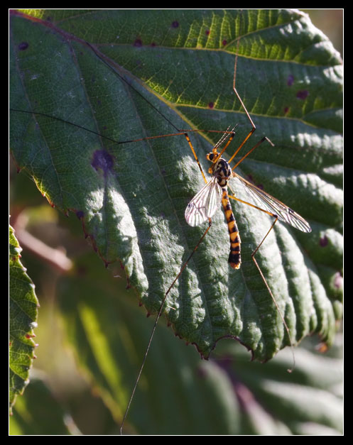 Diptera Tipulidae... Nephrotoma sp.?