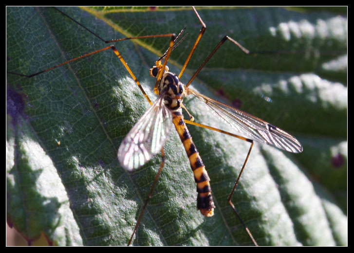 Diptera Tipulidae... Nephrotoma sp.?
