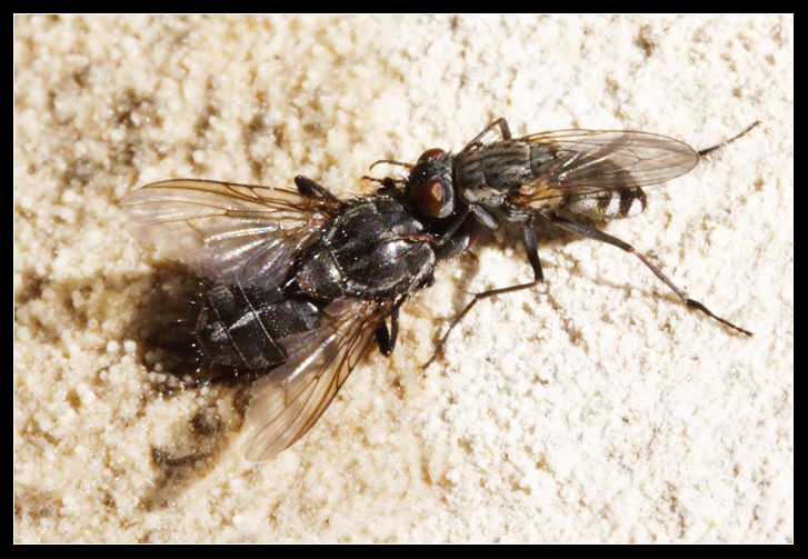 C'' chi mangia... e chi viene mangiato (Muscidae)