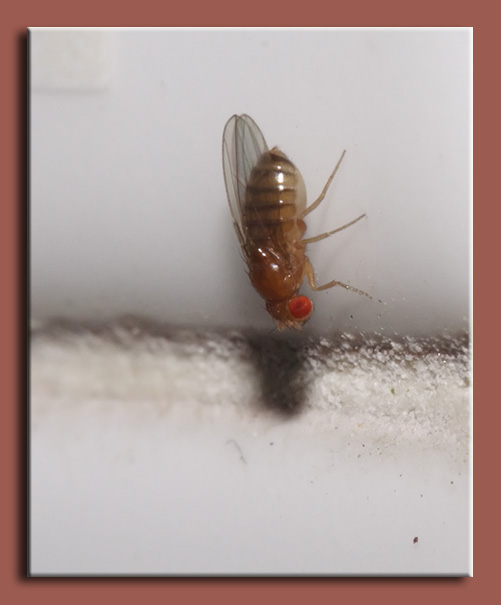 Le aspirazioni nascoste di un Drosophila melanogaster