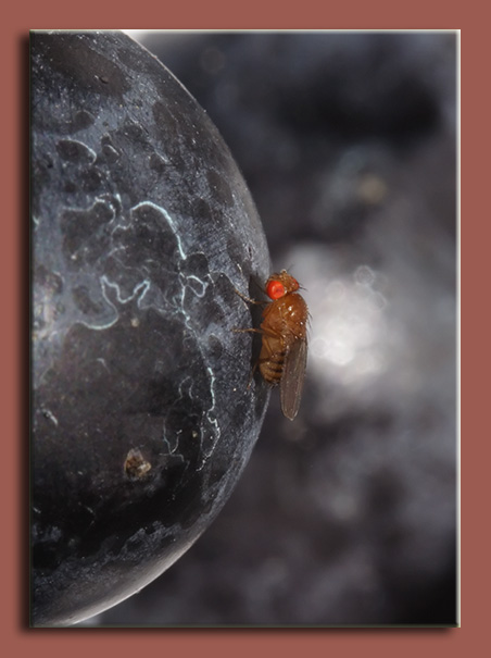 Le aspirazioni nascoste di un Drosophila melanogaster