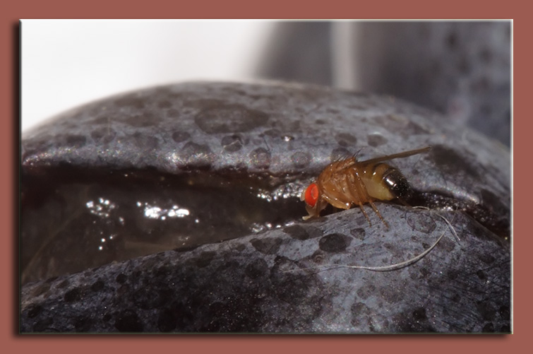 Le aspirazioni nascoste di un Drosophila melanogaster