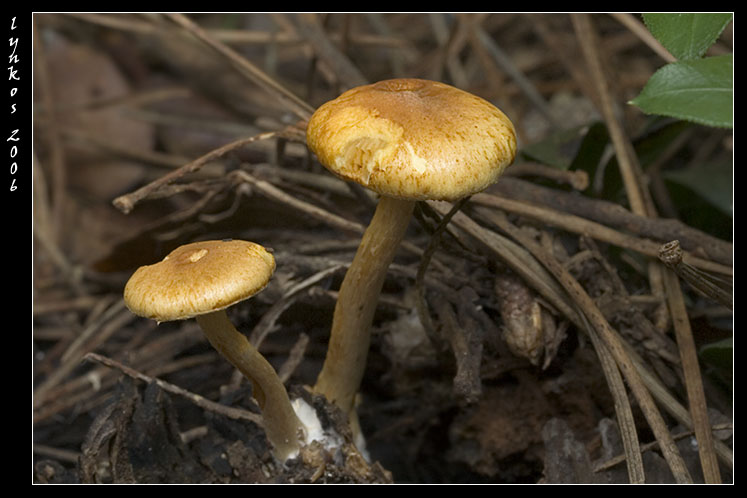 Luce naturale (ma poco)