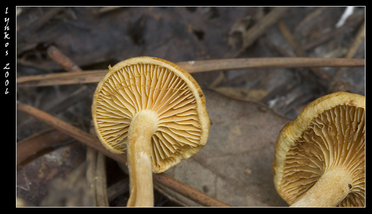 Luce naturale (ma poco)