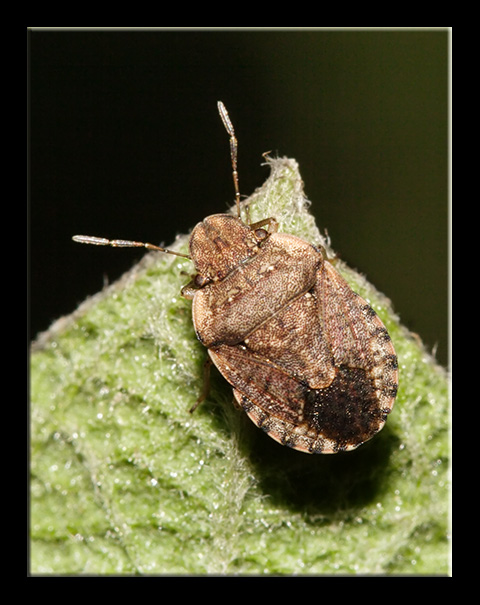 Eterottero del sottobosco: Sciocoris maculatus