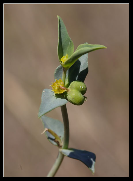 Euphorbia terracina / Euforbia di Terracina