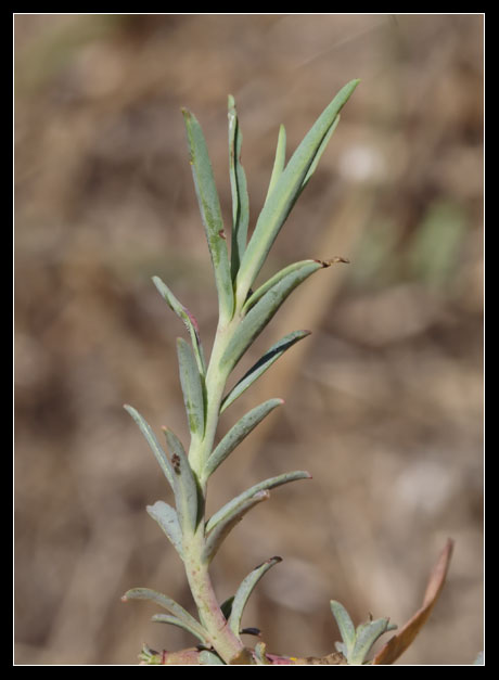 Euphorbia terracina / Euforbia di Terracina