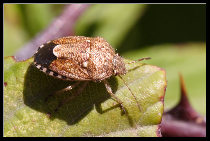 Staria lunata (Heteroptera, Pentatomidae)