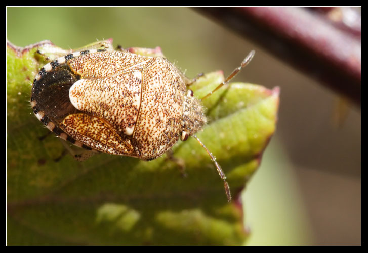 Staria lunata (Heteroptera, Pentatomidae)