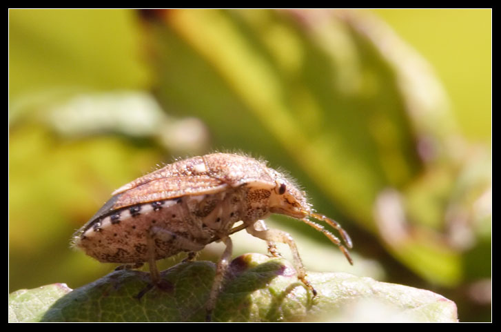 Staria lunata (Heteroptera, Pentatomidae)