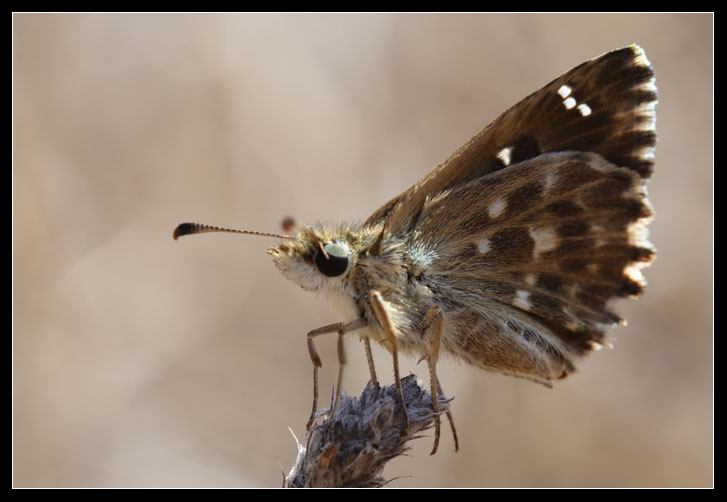 Carcharodus alceae