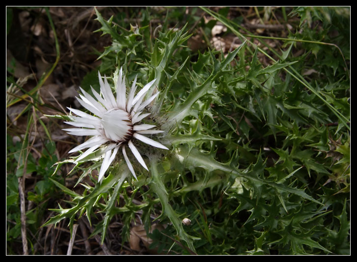 Carlina acaulis subsp. caulescens / Carlina bianca caulescente