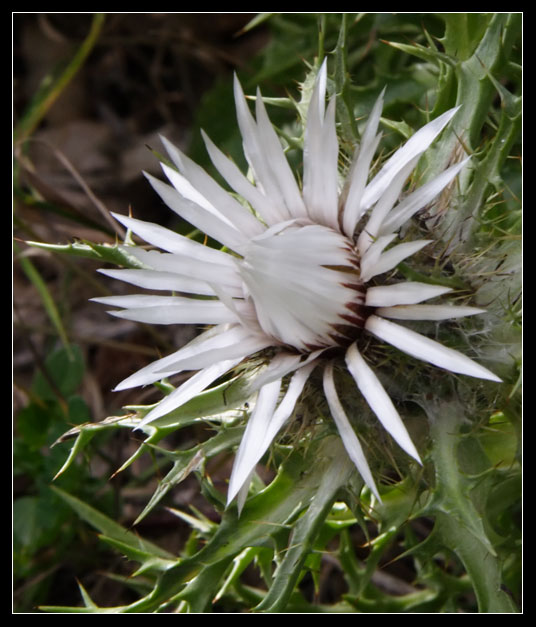 Carlina acaulis subsp. caulescens / Carlina bianca caulescente