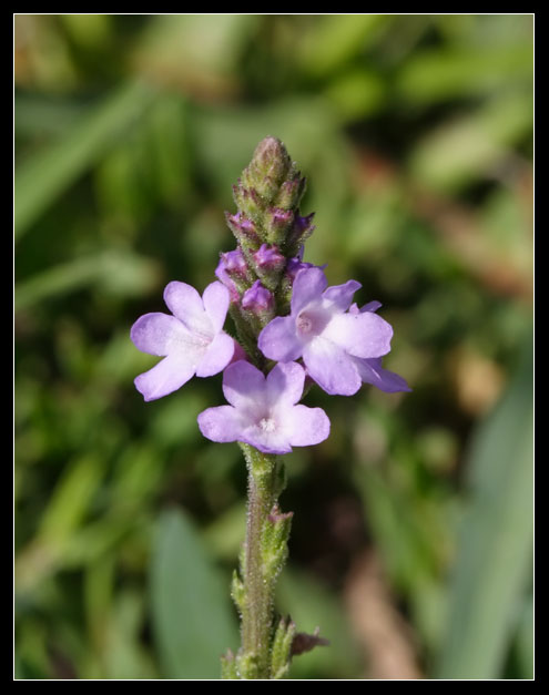 Verbena officinalis / Verbena comune