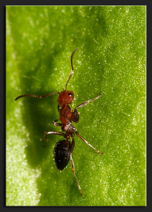 Camponotus lateralis