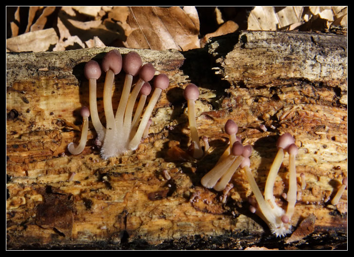 Fungo su faggio, Majella