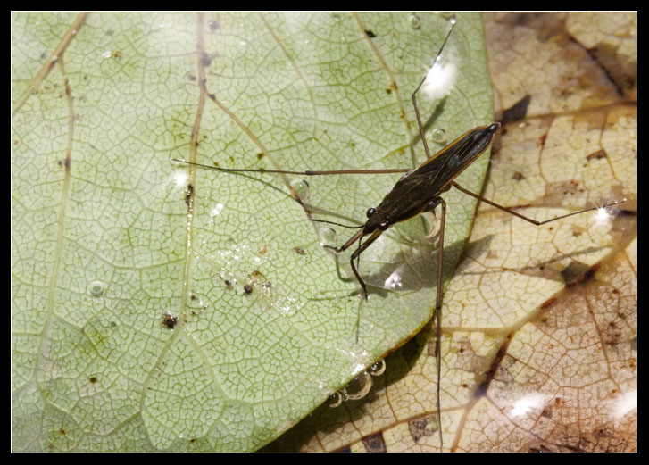 Eterotteri acquatici nel Rio Fiume (Tolfa)