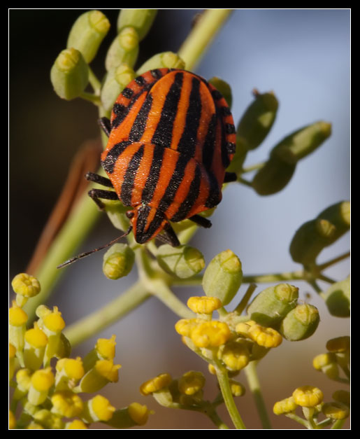 Graphosoma lineatum italicum