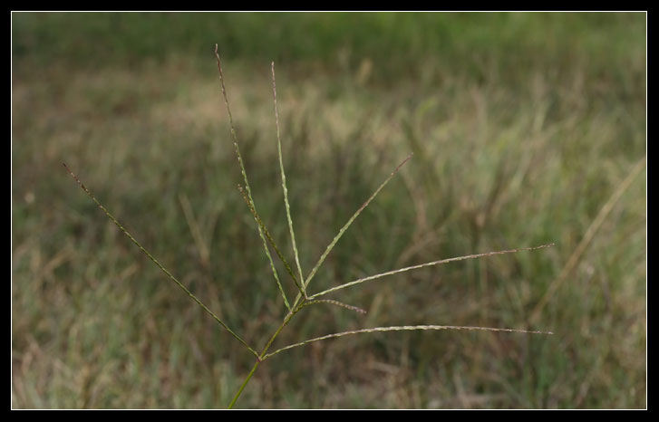 Gramineae 1 Digitaria sanguinalis