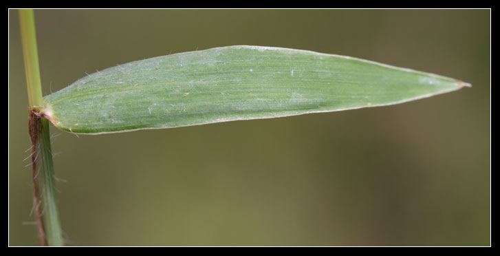 Gramineae 1 Digitaria sanguinalis