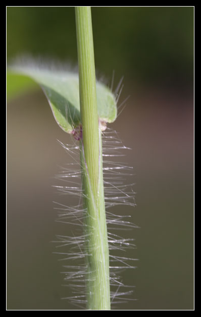 Gramineae 1 Digitaria sanguinalis