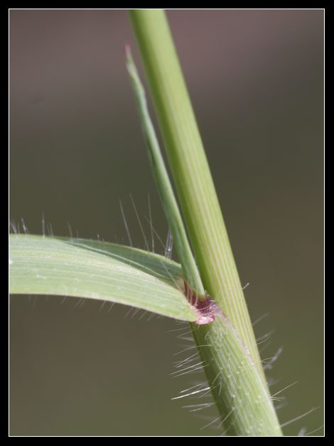 Gramineae 1 Digitaria sanguinalis