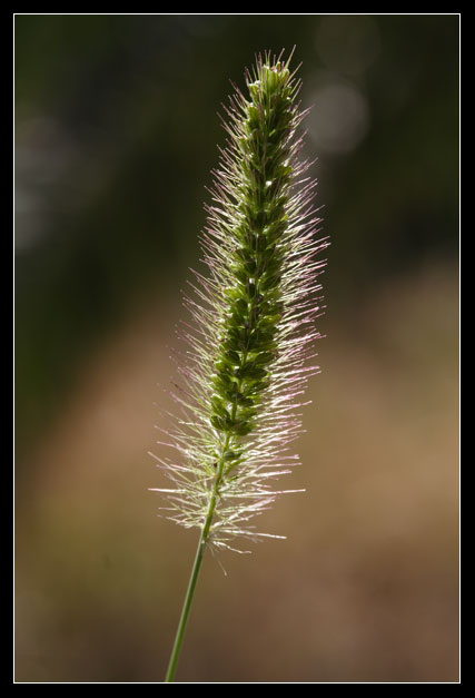 Gramineae 2 - Setaria sp.