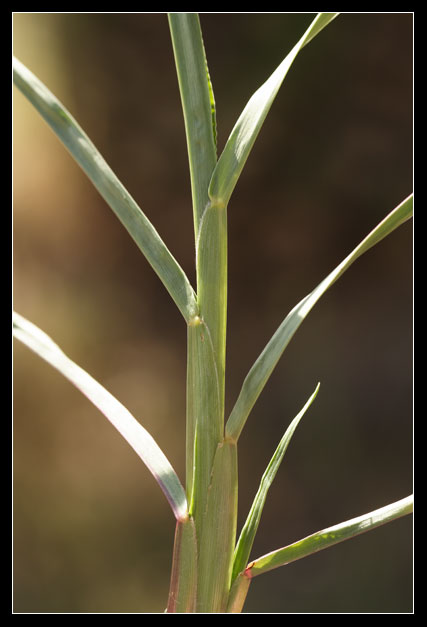 Gramineae 2 - Setaria sp.