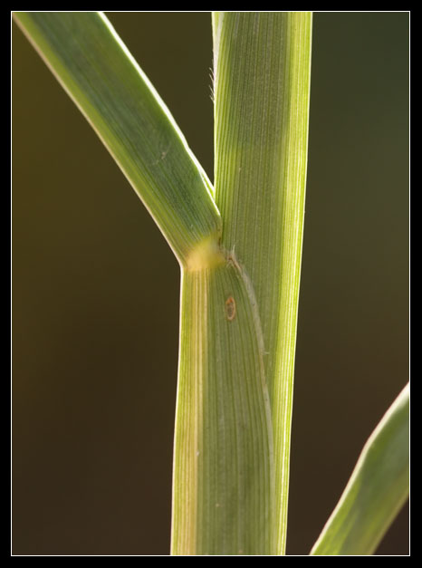 Gramineae 2 - Setaria sp.