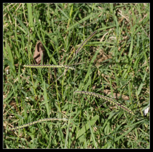 Paspalum dilatatum / Panico brasiliano