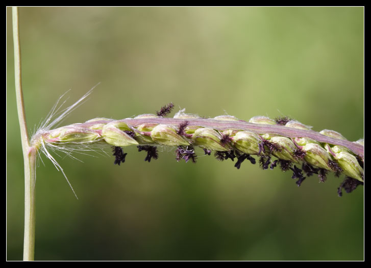 Paspalum dilatatum / Panico brasiliano