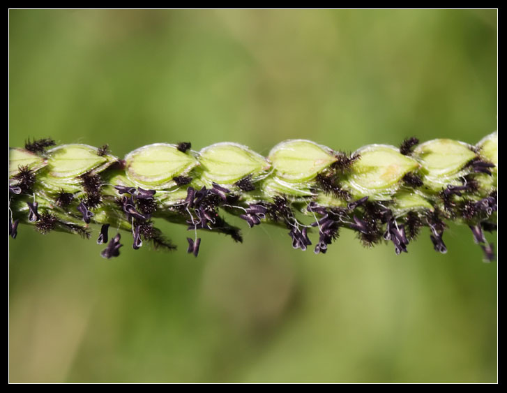 Paspalum dilatatum / Panico brasiliano