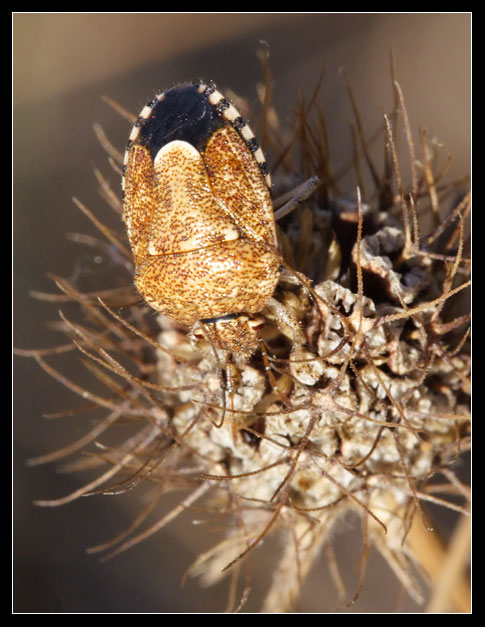 Staria lunata (Heteroptera, Pentatomidae)